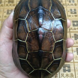 一龟一拍